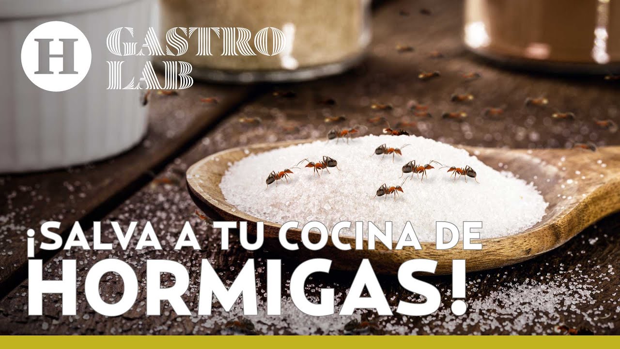 Remedio casero para las hormigas: 5 soluciones efectivas y fáciles